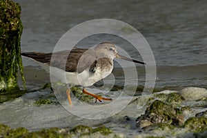 Terek sandpiper at Eker coast, Bahrain