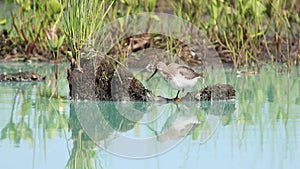 Terek Sandpiper feeds among the tundra swamp