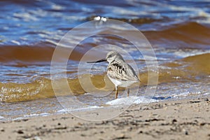 Terek Sandpiper stands on the shore of a lake in northern Russia