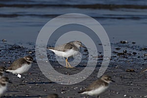 Terek sandpiper or Xenus cinereus, a small migratory Palearctic wader species, observed at Akshi Beach in Alibag, India