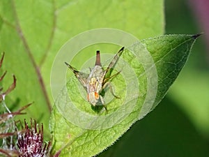 Terellia tussilaginis - fruit fly