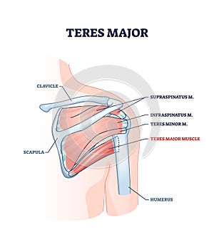Teres major muscle with anatomical and medical shoulder bones outline diagram photo