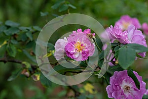 Teresa Elizabeth-Rosa chinensis Jacq.