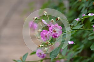 Teresa Elizabeth-Rosa chinensis Jacq.