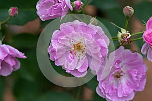 Teresa Elizabeth-Rosa chinensis Jacq.