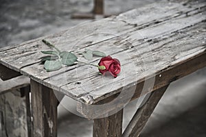 The Terezin Fortress, a flower on the table where, a few years ago, it was terrible.