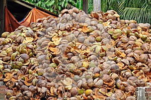 The term coconut can refer to the whole coconut palm or the seed, or the fruit,