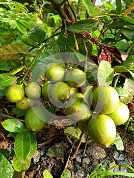 The term Indian lemon refers to indigenous lemon varieties