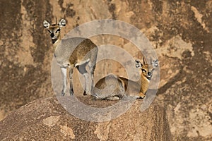 Father and Son Klipspringers Camouflaged Against the Rocks