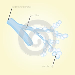 The terminal bronchus, bronchiole, alveoli, alveolar bag. Diffusion of O2 and CO2 through the alveolar wall