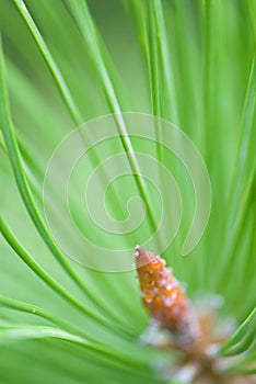 Terminal bud and needles of Lodgepole Pine