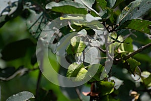 Terminalia arjuna or Arjun Tree with seed pods and leaves