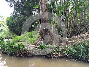 Terminalia arjuna in srilanka photo