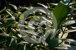 Terminalia arjuna is a tree of the genus Terminalia. It is commonly known as arjuna or arjun tree in English photo