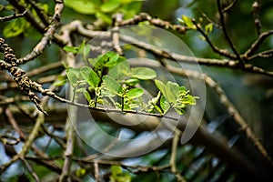 Terminalia arjuna is a tree of the genus Terminalia. It is commonly known as arjuna or arjun tree in English, The arjuna is seen photo