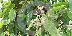 Terminalia arjunaPlant tree