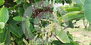 Terminalia arjunaPlant tree