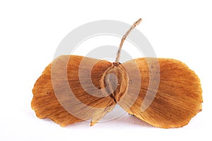 Terminalia calamansanai Rolfe