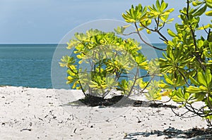 Terminalia catappa or beach almond Penang Malaysia