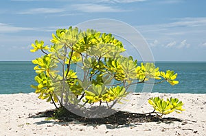 Terminalia catappa or beach almond Penang Malaysia