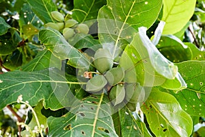 Terminalia catappa, Bengal almond