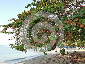 Terminalia catappa branches out by the beachfront.