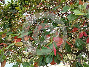 Terminalia catappa branches out by the beachfront.