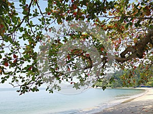 Terminalia catappa branches out by the beachfront.