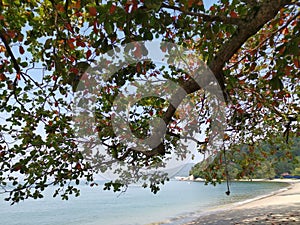 Terminalia catappa branches out by the beachfront.