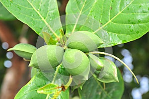 Terminalia catappa fruit with green leaves