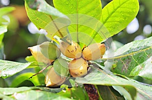 Terminalia catappa fruit with green leaves