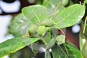 Terminalia catappa fruit with green leaves