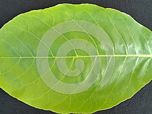 Terminalia catappa green leaves isolated on black background closeup.