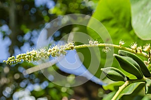 Terminalia Catappa Indian Almond Blossoms