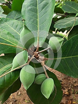 Terminalia catappa or Indian almond or wild almond or Bengal almond