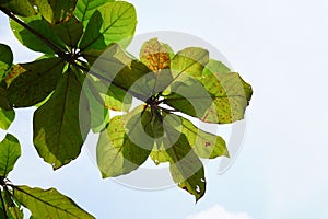 Terminalia catappa leaves