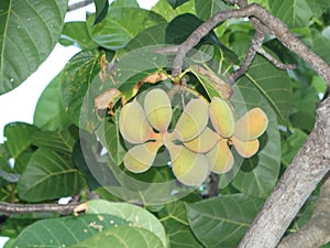 Terminalia catappa - Malabar-almond, sea-almond, tropical-almond