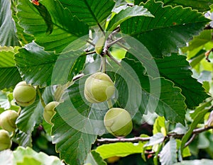 Terminalia catappa plants at garden in Singapore