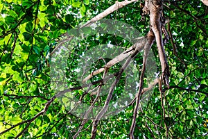 Terminalia catappa tree with green leaves