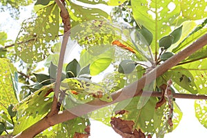 Terminalia catappa on tree in nursery