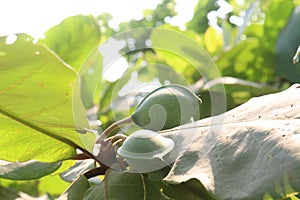 Terminalia catappa on tree in nursery