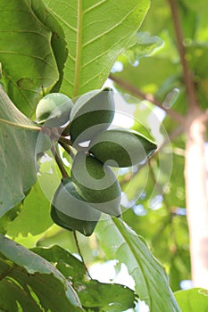 Terminalia catappa on tree in nursery