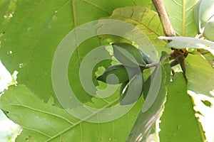 Terminalia catappa on tree in nursery