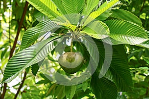 Terminalia catappa tree at the park