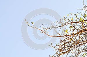 Terminalia catappa tree ,sky