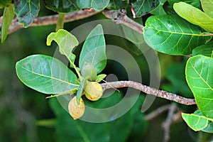 Terminalia catappa, or tropical almond fruit in a garden, Thailand