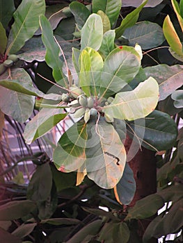 Terminalia flowering plant on a tree.(Selective focus)