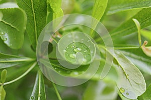 Terminalia Ivorensis Chev. leaf and droplets.