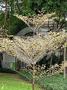 Terminalia ivorensis in the garden
