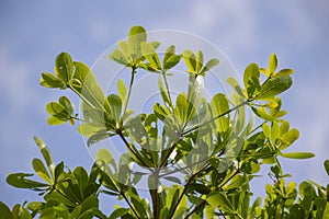 Terminalia ivorensis leaves in nature garden